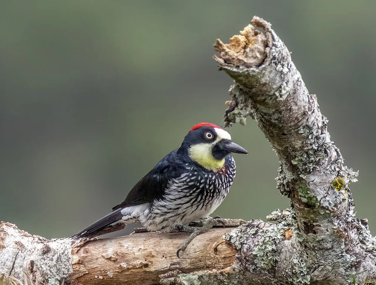 Acorn Woodpecker, the most-reported of the woodpeckers in California on eBird