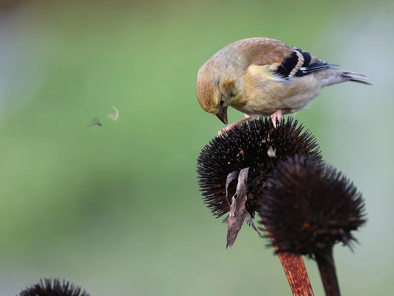 American Goldfinch, the most-reported of the finches in Michigan on eBird