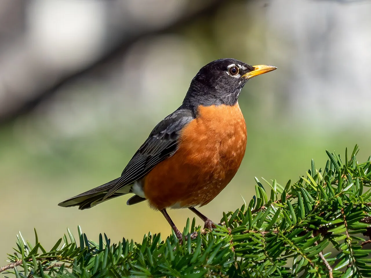 American robin — a bird of earthworms and fruit; plants for American robins mean berries