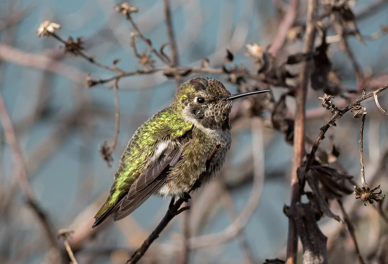Anna's Hummingbird, the most-reported of the hummingbirds in Oregon on eBird