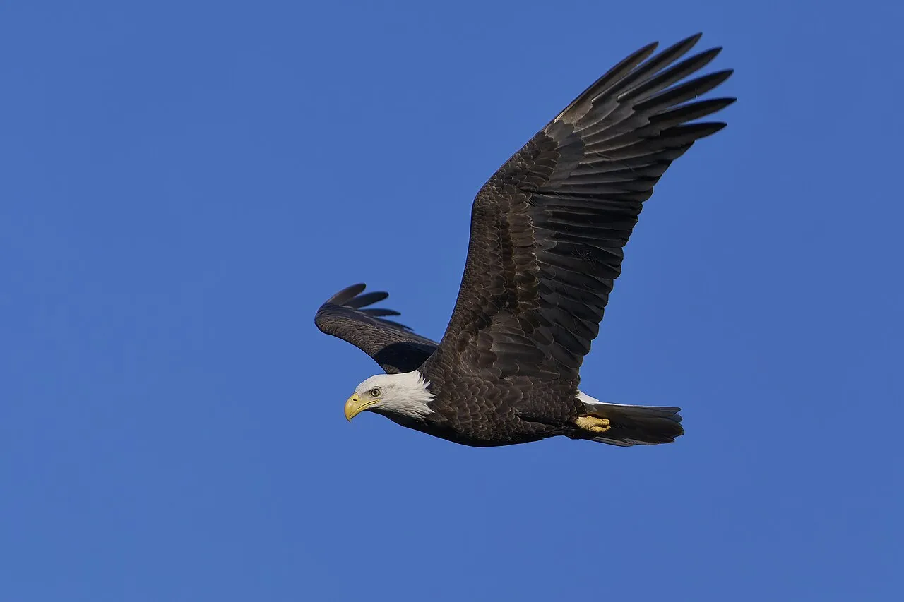 Bald Eagle, the most-reported of the eagles in Oregon on eBird