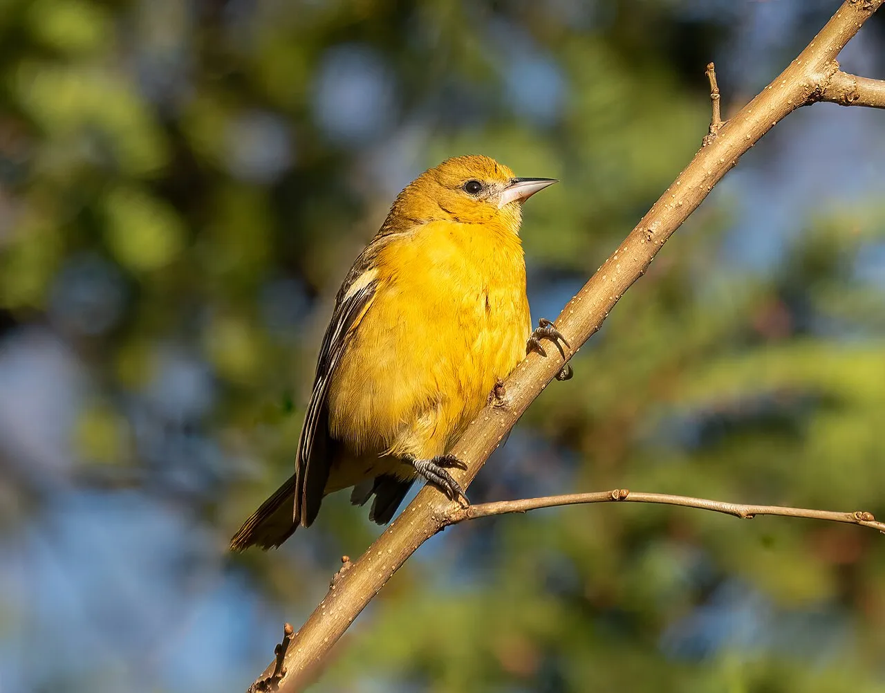 Baltimore Oriole, the most-reported of the orioles in Florida on eBird