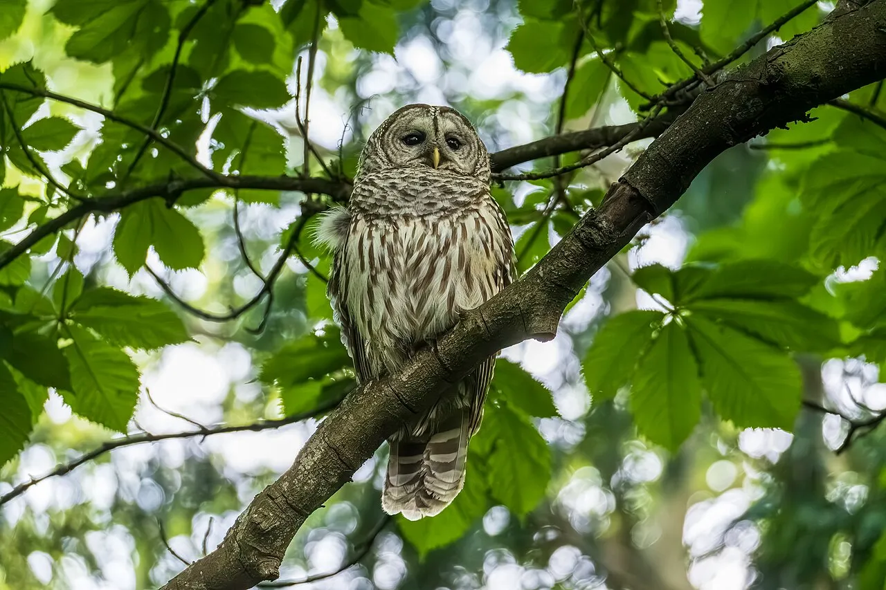 Barred Owl, the most-reported of the owls in Florida on eBird