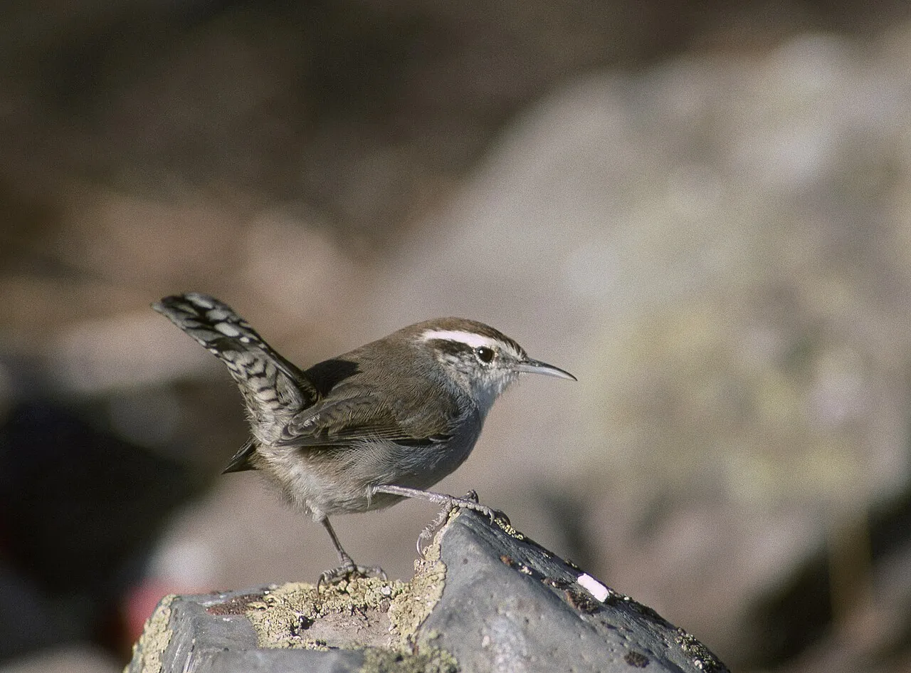 Bewick's Wren, the most-reported of the wrens in Oregon on eBird