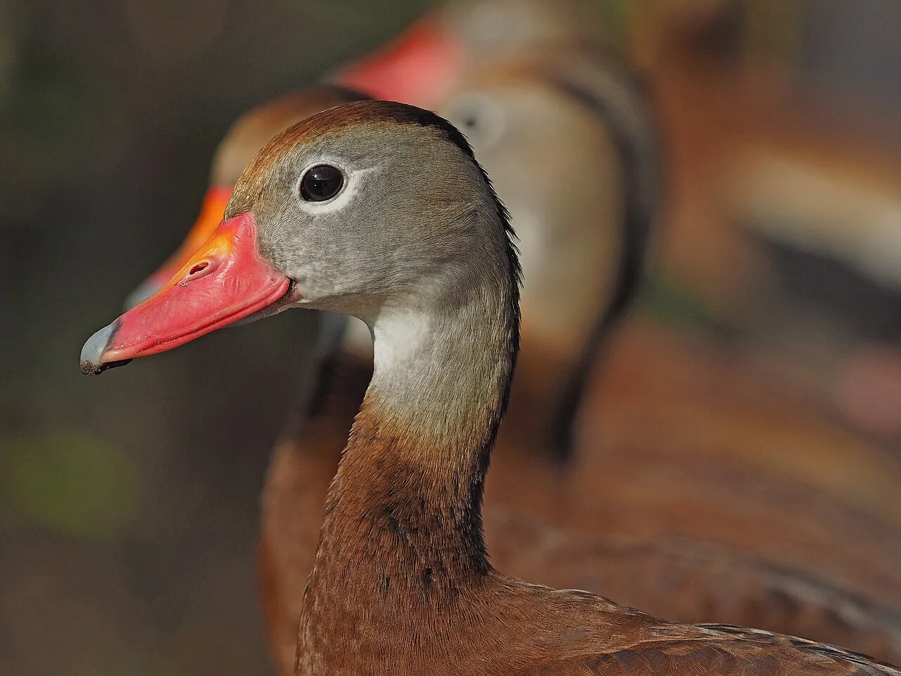 Black-bellied Whistling-Duck, the most-reported of the ducks in Florida on eBird