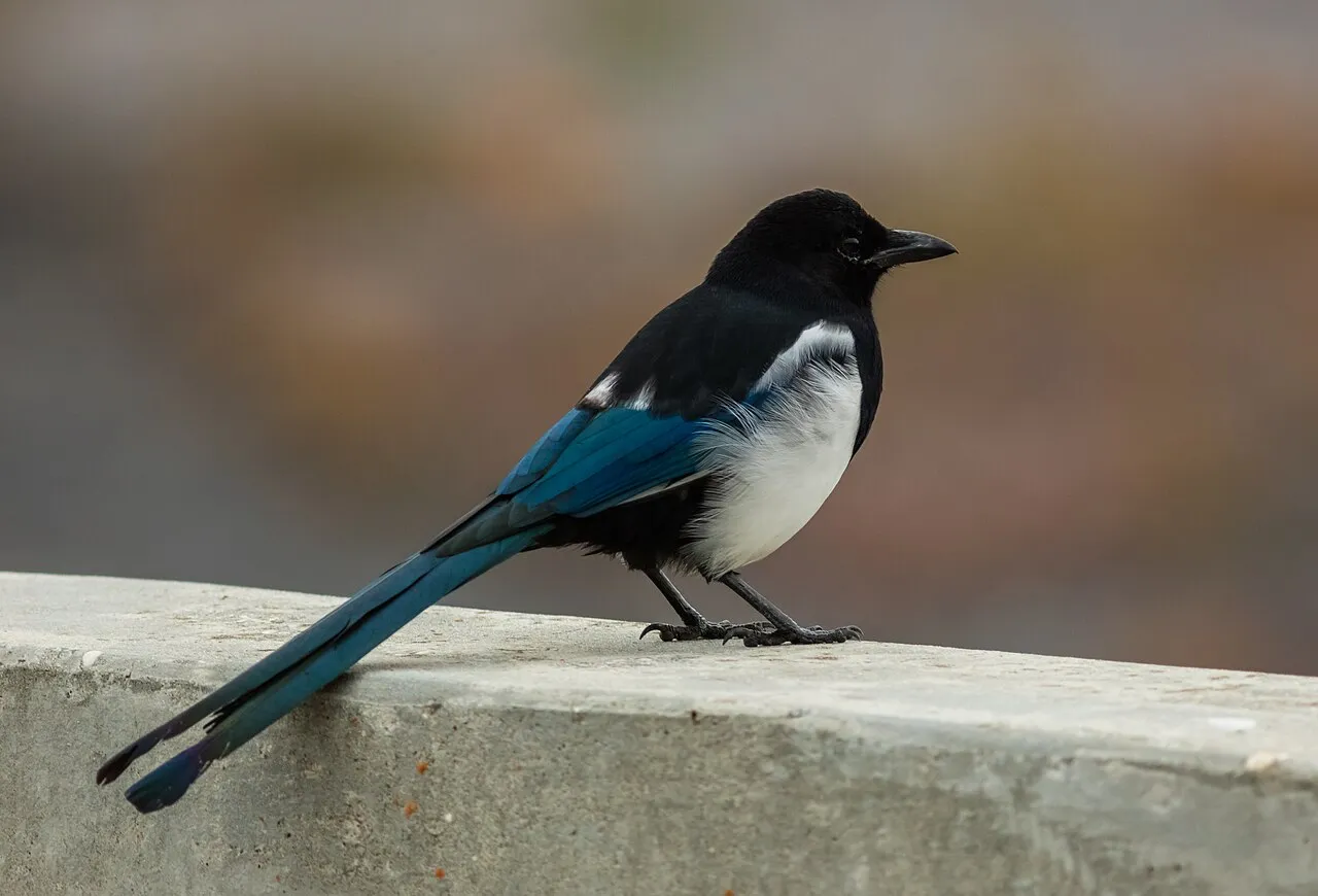 Black-billed Magpie, the most-reported of the magpies in Oregon on eBird