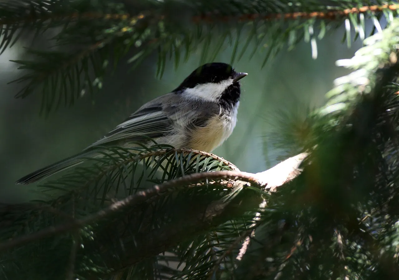 Black-capped Chickadee, the most-reported of the chickadees in Oregon on eBird