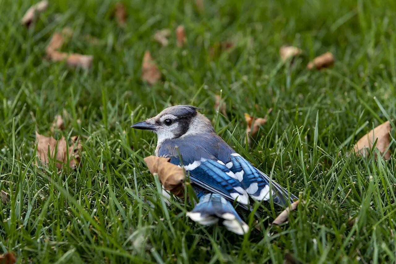 Blue Jay, the most-reported of the jays in Florida on eBird