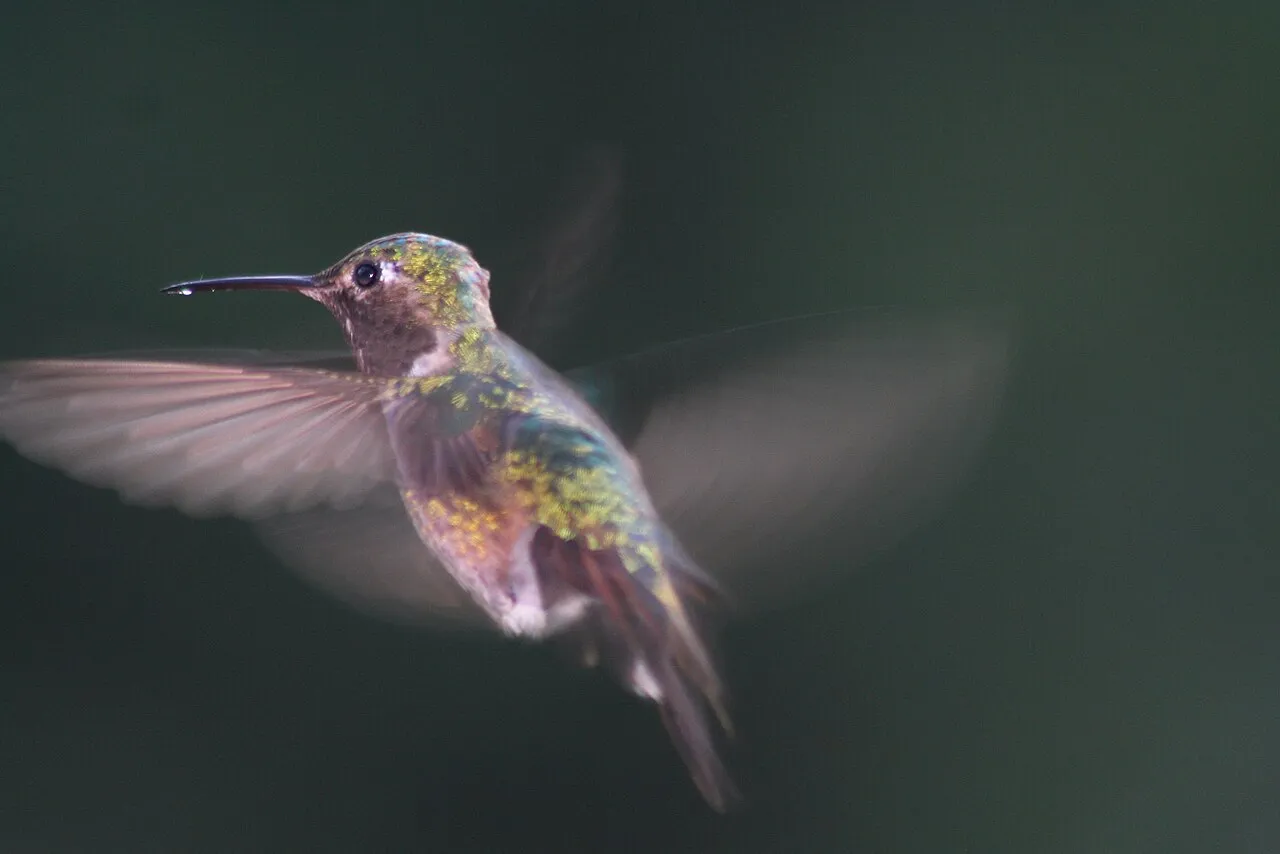 Broad-tailed Hummingbird, the most-reported of the hummingbirds in Colorado on eBird