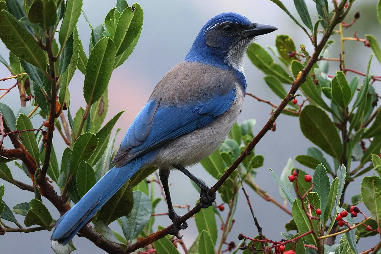 California Scrub-Jay, the most-reported of the jays in Oregon on eBird