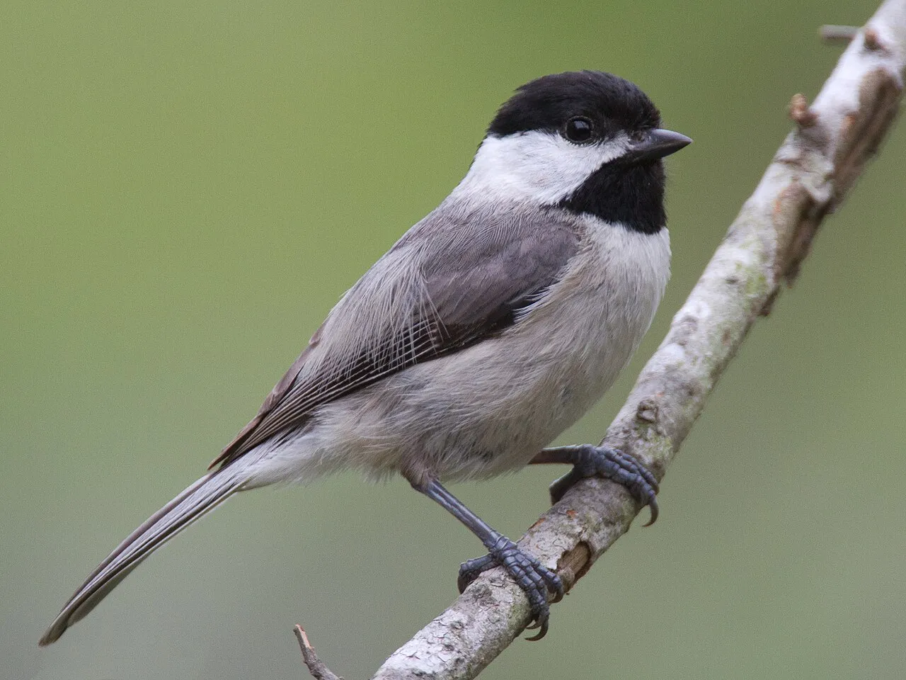Carolina Chickadee, the most-reported of the chickadees in Texas on eBird