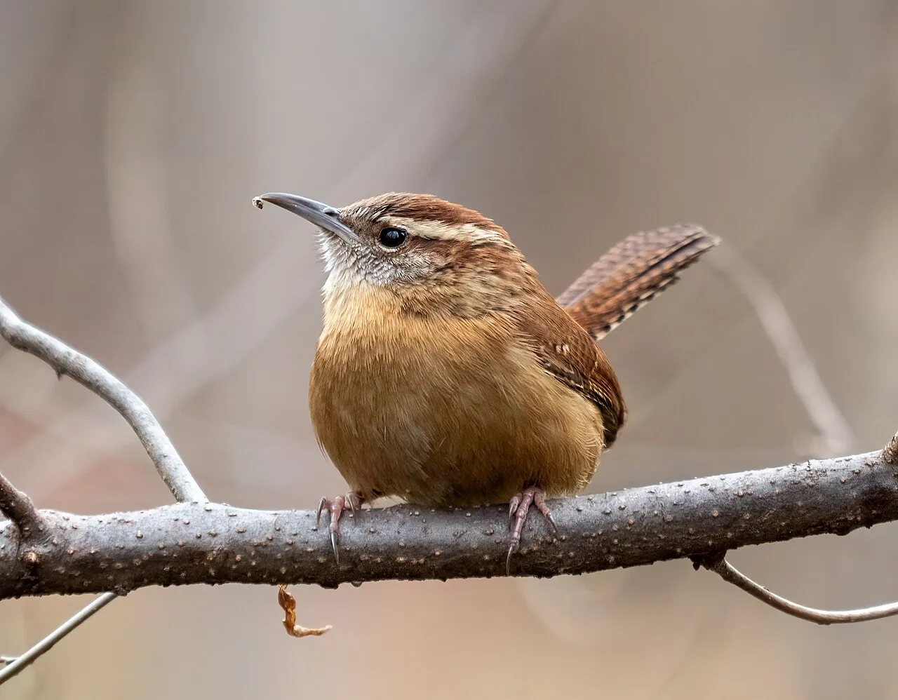 Carolina Wren, the most-reported of the wrens in Florida on eBird