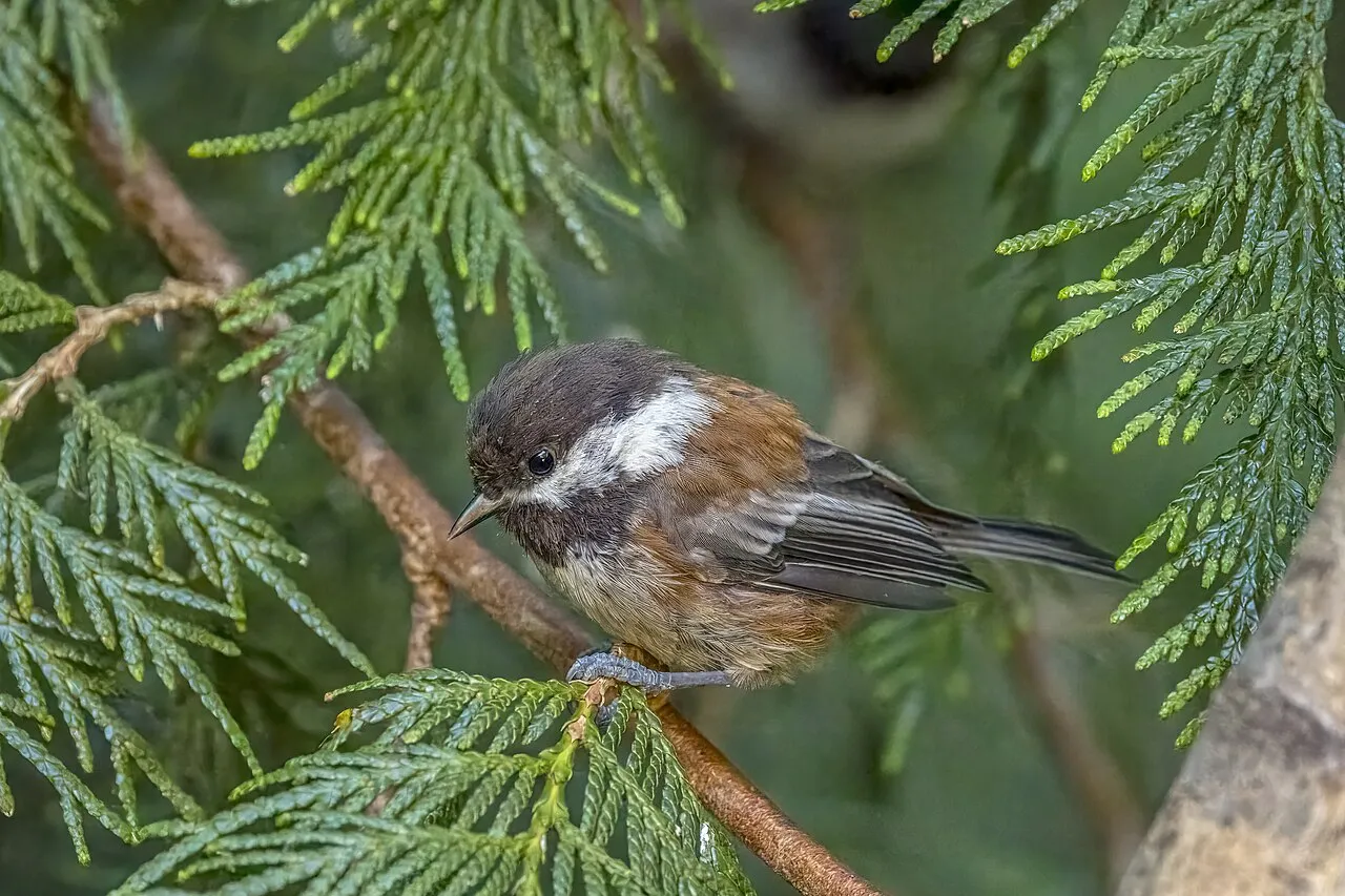 Chestnut-backed Chickadee, the most-reported of the chickadees in California on eBird