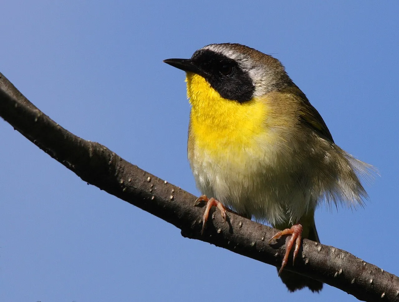 Common Yellowthroat, the most-reported of the warblers in Michigan on eBird