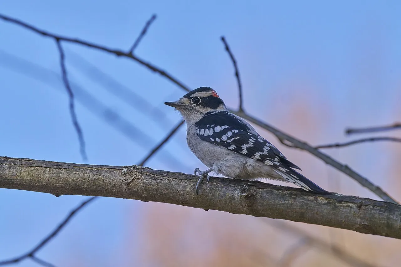 Downy Woodpecker, the most-reported of the woodpeckers in Michigan on eBird