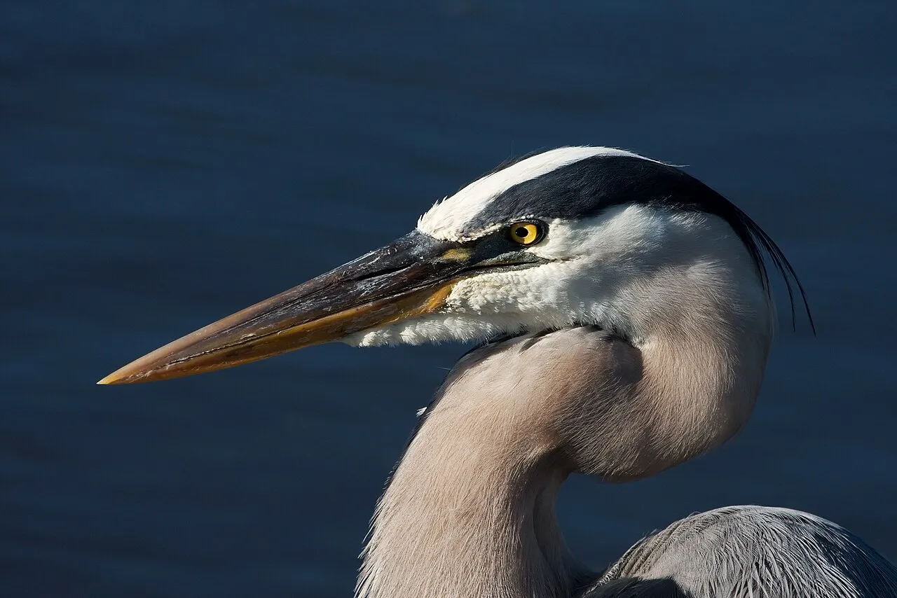 Great Blue Heron, the most-reported of the herons in Rhode Island on eBird