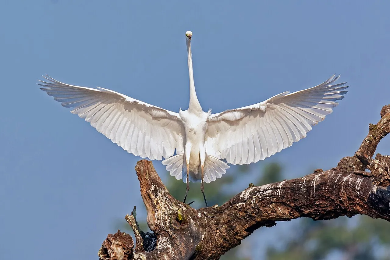 Great Egret, the most-reported of the herons in Texas on eBird