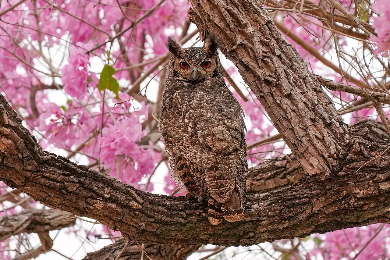 Great Horned Owl, the most-reported of the owls in Oregon on eBird