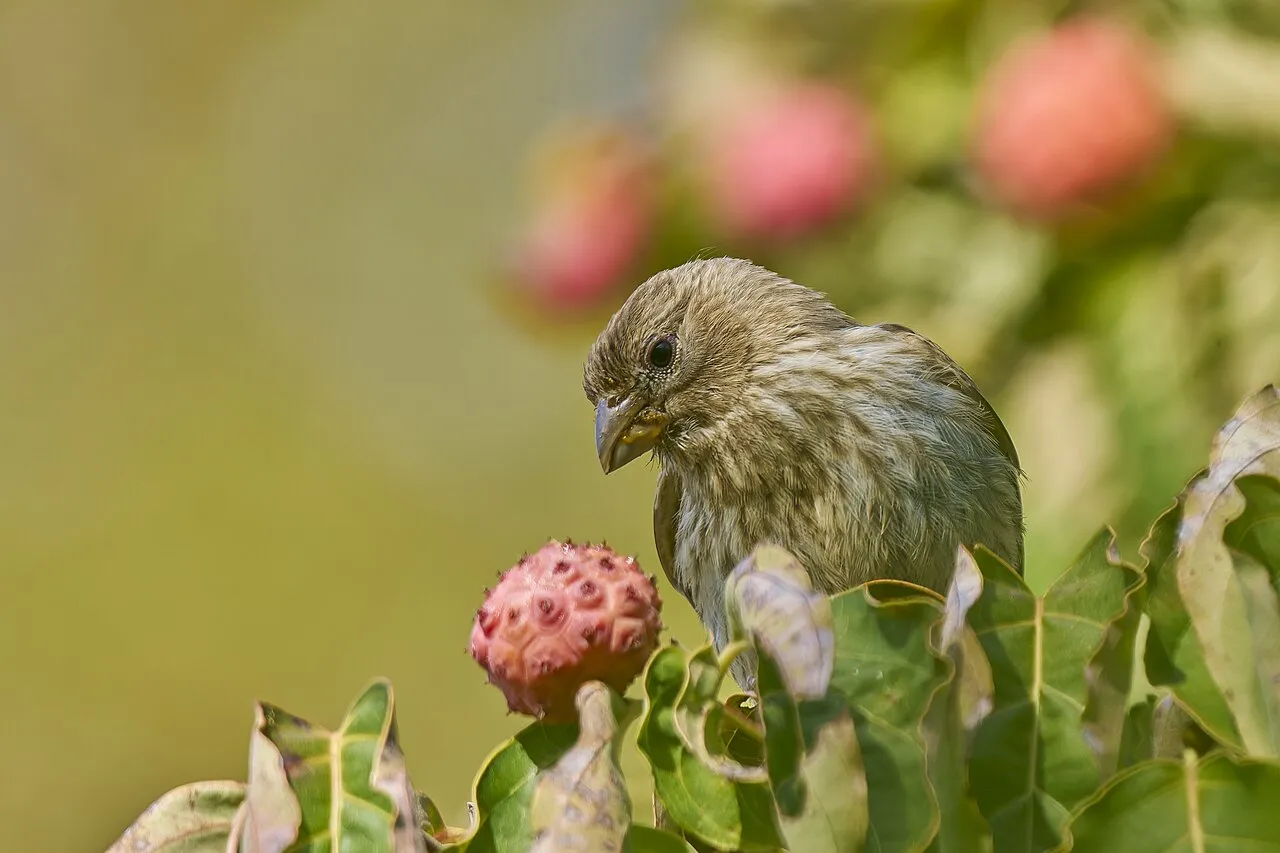 House Finch, the most-reported of the finches in Oregon on eBird