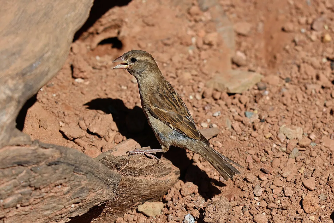 House Sparrow, the most-reported of the sparrows in Florida on eBird