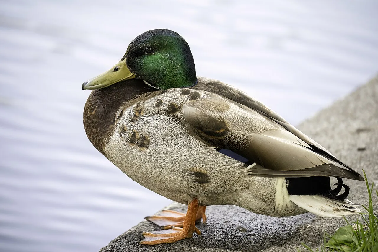 Mallard, the most-reported of the ducks in Oregon on eBird
