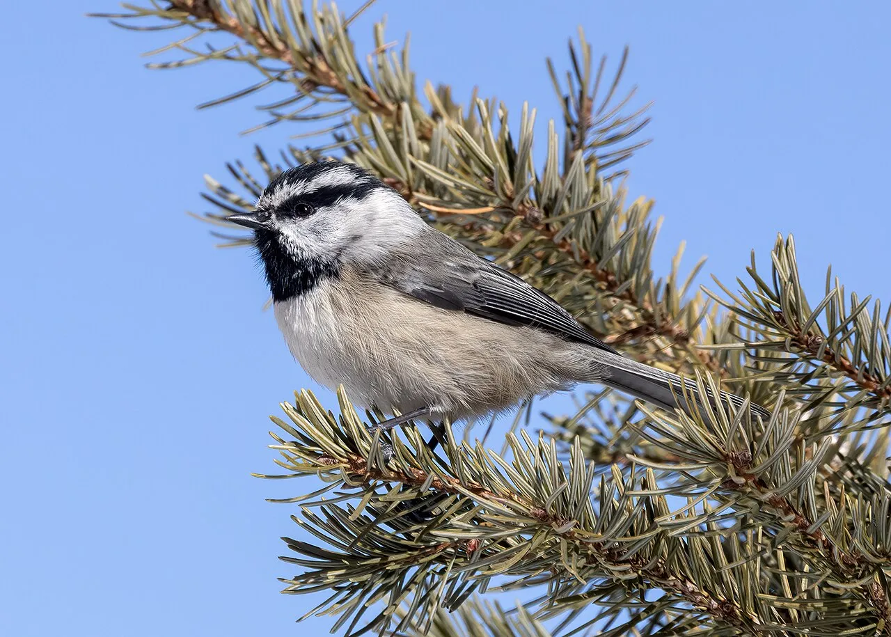 Mountain Chickadee, the most-reported of the chickadees in Arizona on eBird