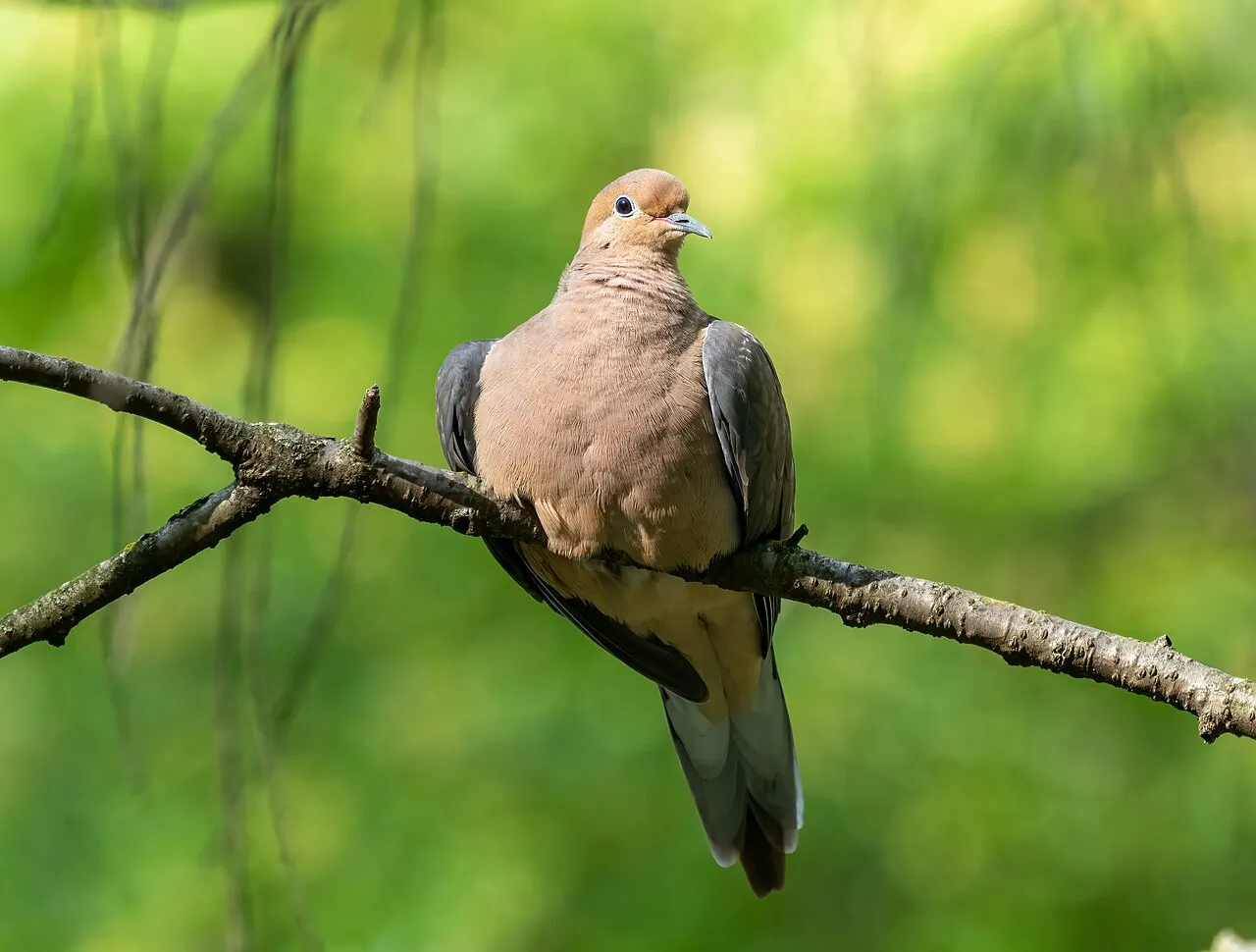 Mourning Dove, the most-reported of the doves in Florida on eBird