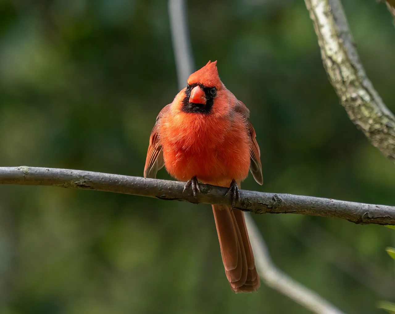 Male northern cardinal in summer — the season of second broods and insect-fed nestlings