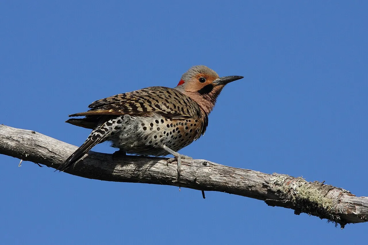 Northern Flicker, the most-reported of the woodpeckers in Oregon on eBird