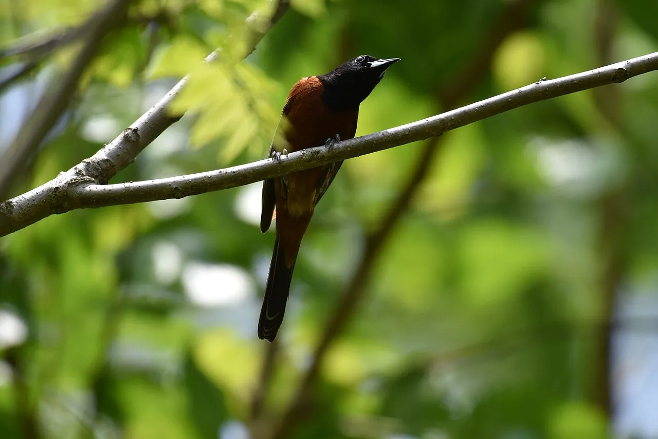 Orchard Oriole, the most-reported of the orioles in Oregon on eBird
