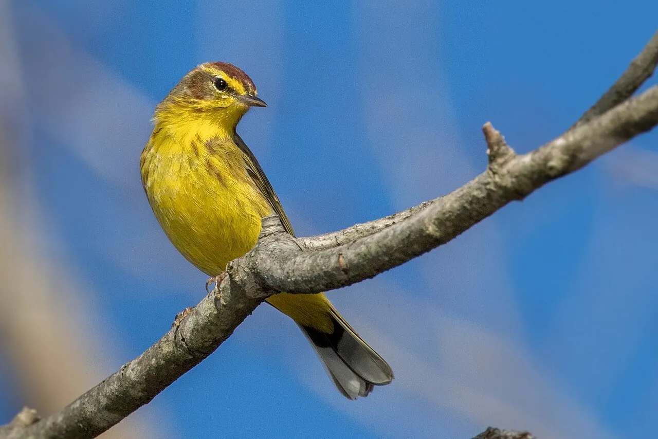 Palm Warbler, the most-reported of the warblers in Florida on eBird