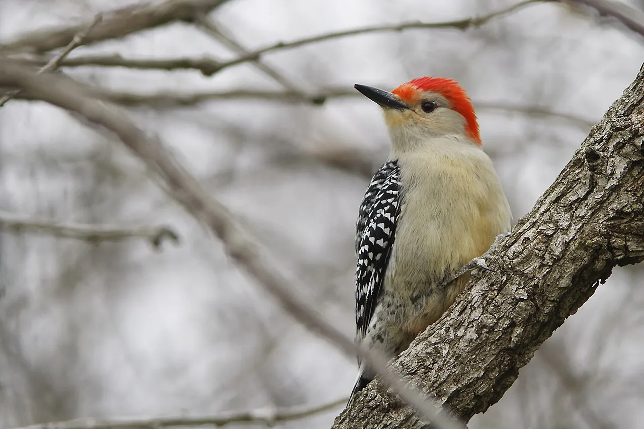Red-bellied Woodpecker, the most-reported of the woodpeckers in Texas on eBird