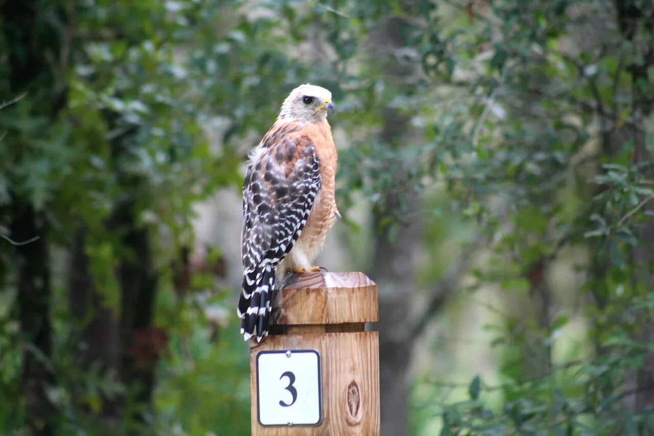 Red-shouldered Hawk, the most-reported of the hawks in Florida on eBird