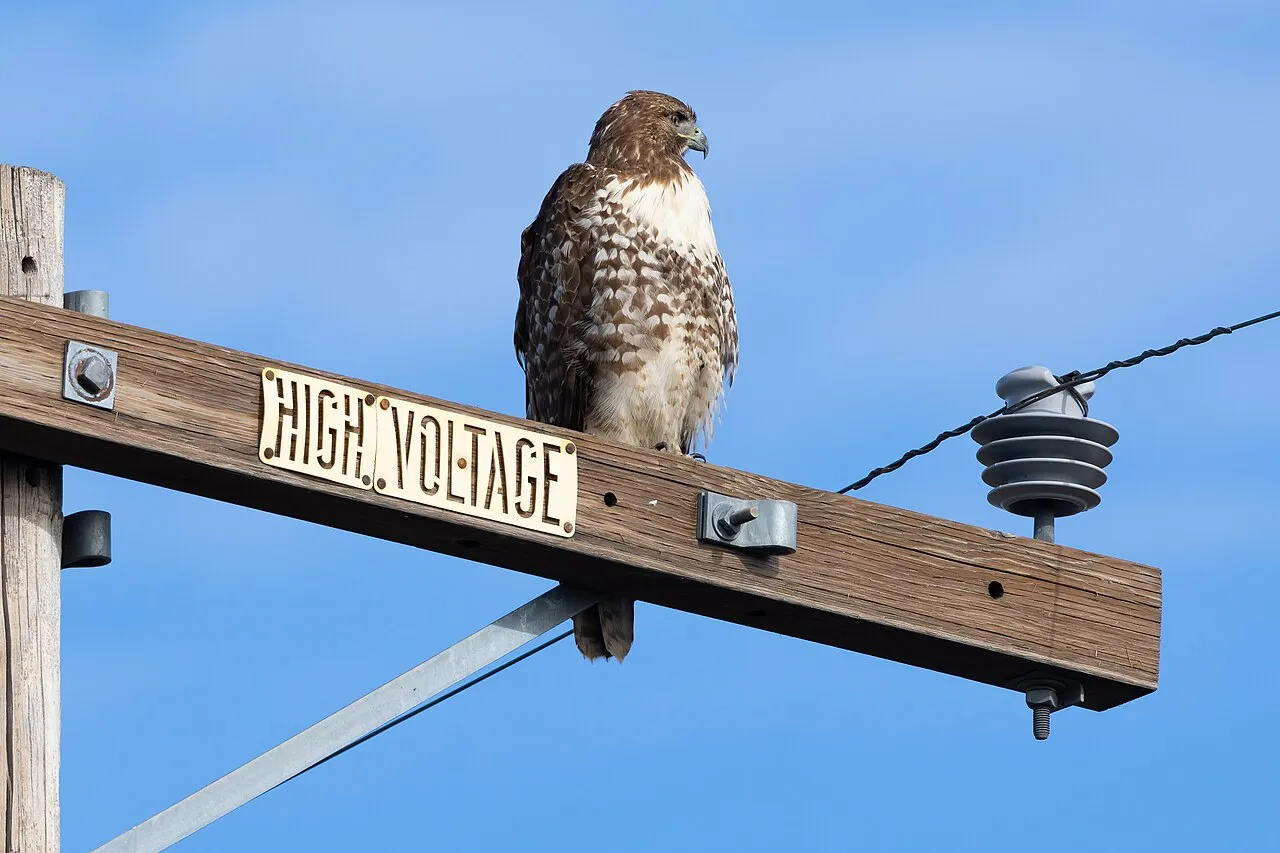 Red-tailed Hawk, the most-reported of the hawks in Texas on eBird