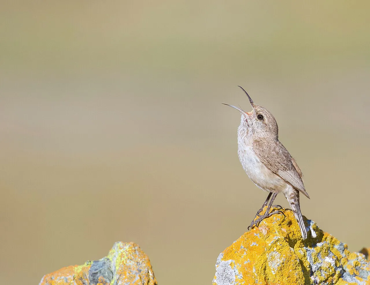 Rock Wren, the most-reported of the wrens in Colorado on eBird