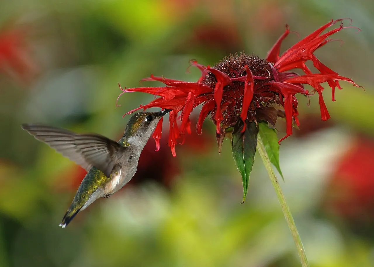 Ruby-throated Hummingbird, the most-reported of the hummingbirds in Florida on eBird