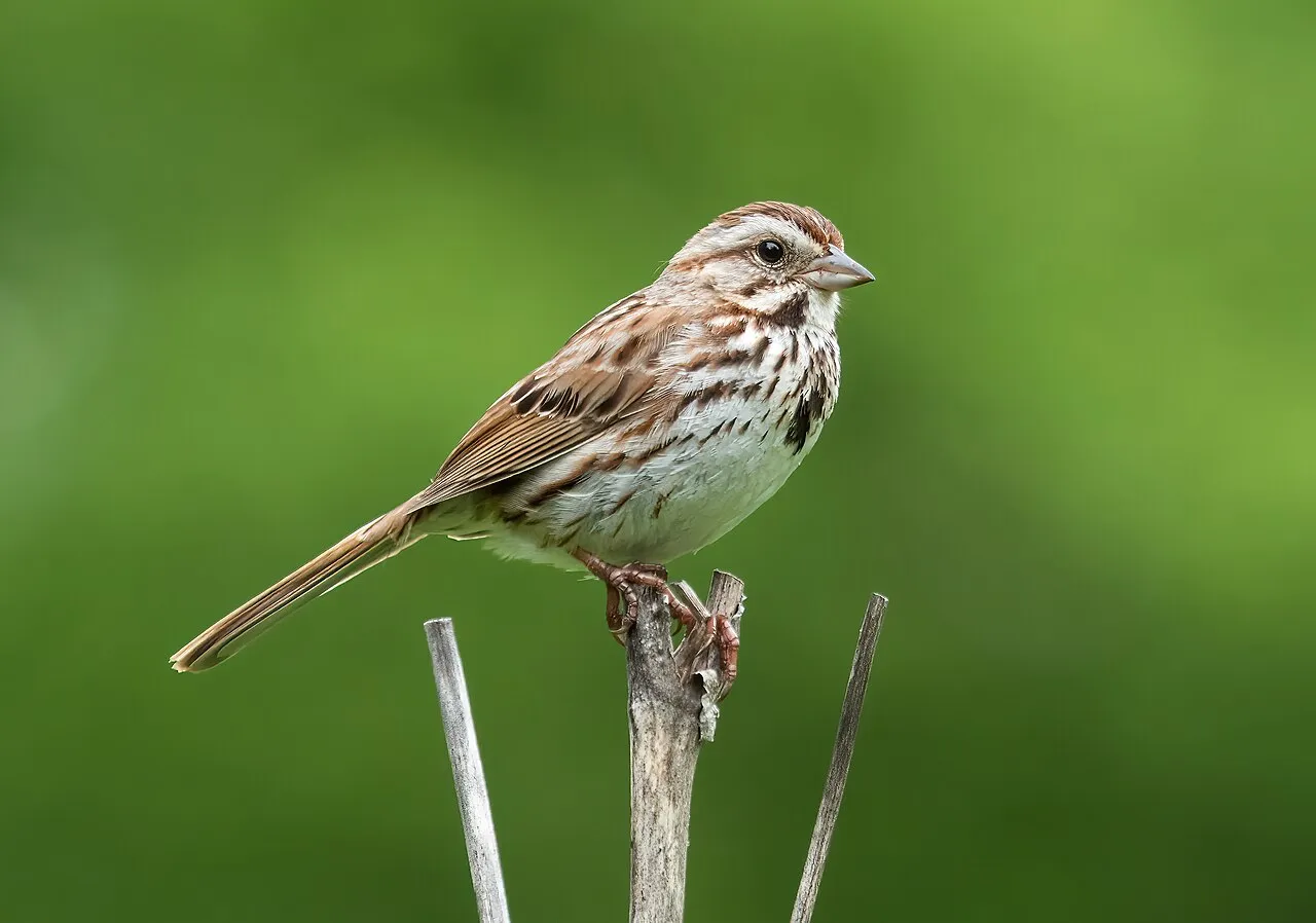 Song Sparrow, the most-reported of the sparrows in Oregon on eBird