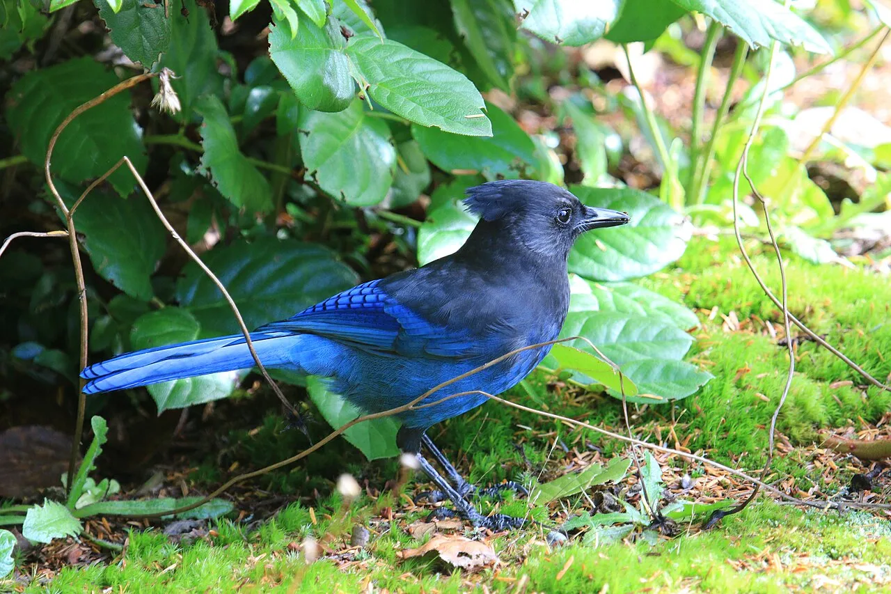 Steller's Jay, the most-reported of the jays in Arizona on eBird