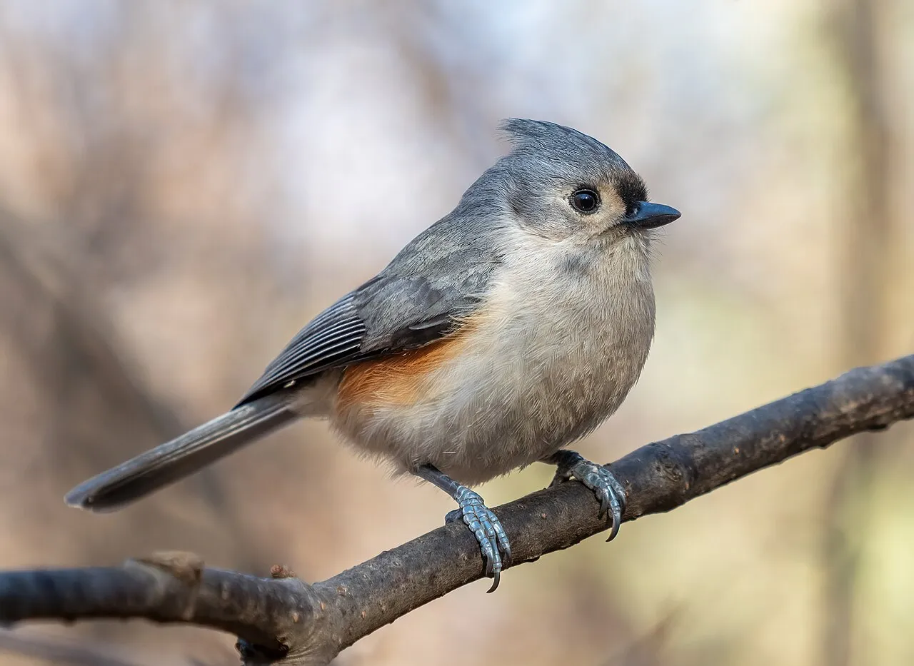 Tufted titmouse in spring — a cavity nester that cannot dig its own hole