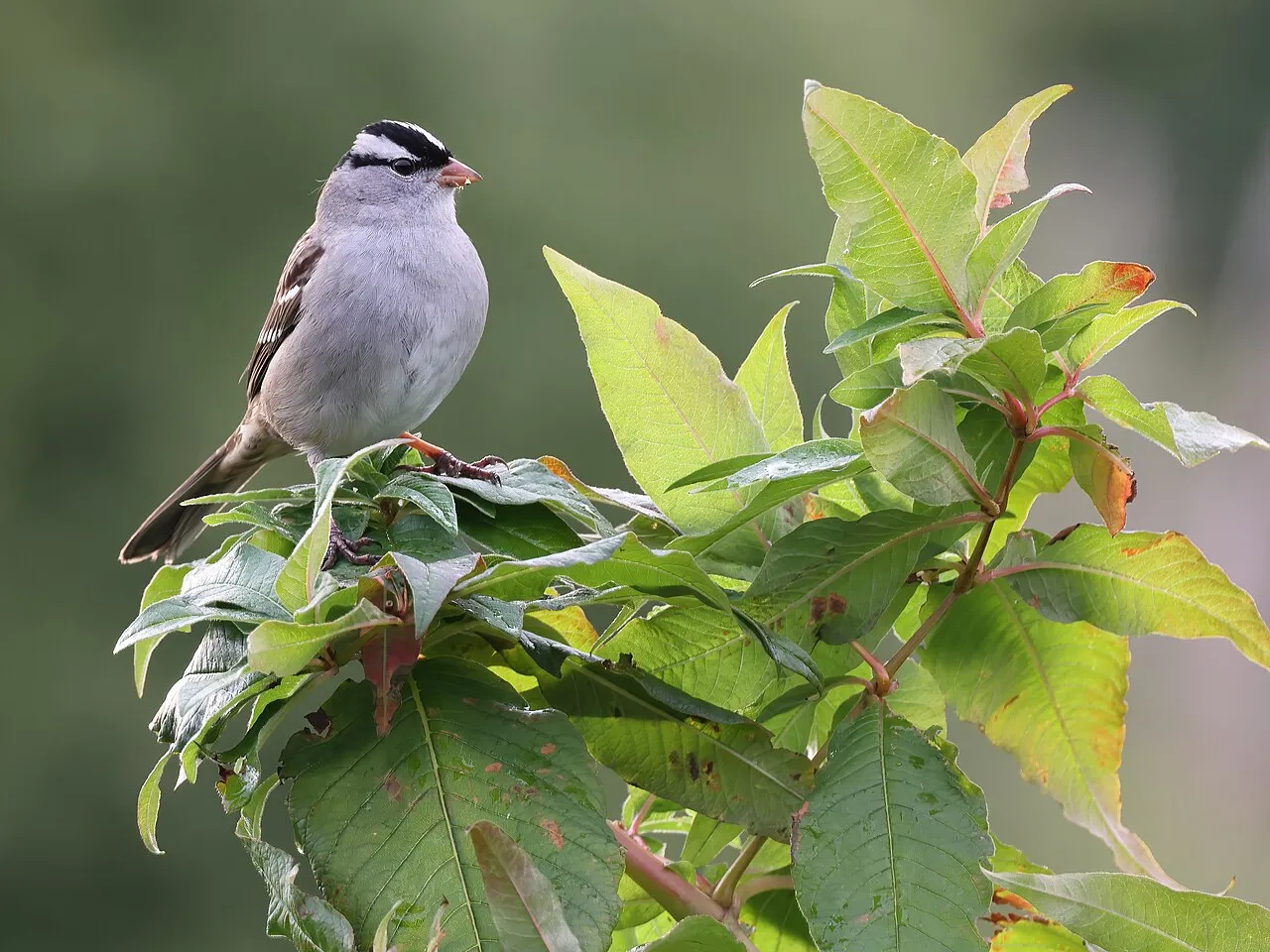 White-crowned Sparrow, the most-reported of the sparrows in California on eBird