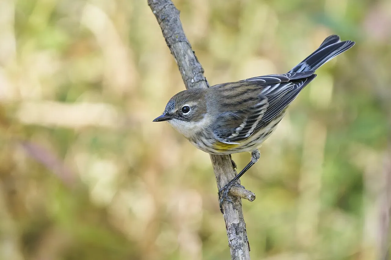 Yellow-rumped Warbler, the most-reported of the warblers in Oregon on eBird