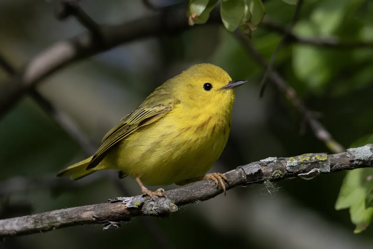 Yellow Warbler, the most-reported of the warblers in Rhode Island on eBird