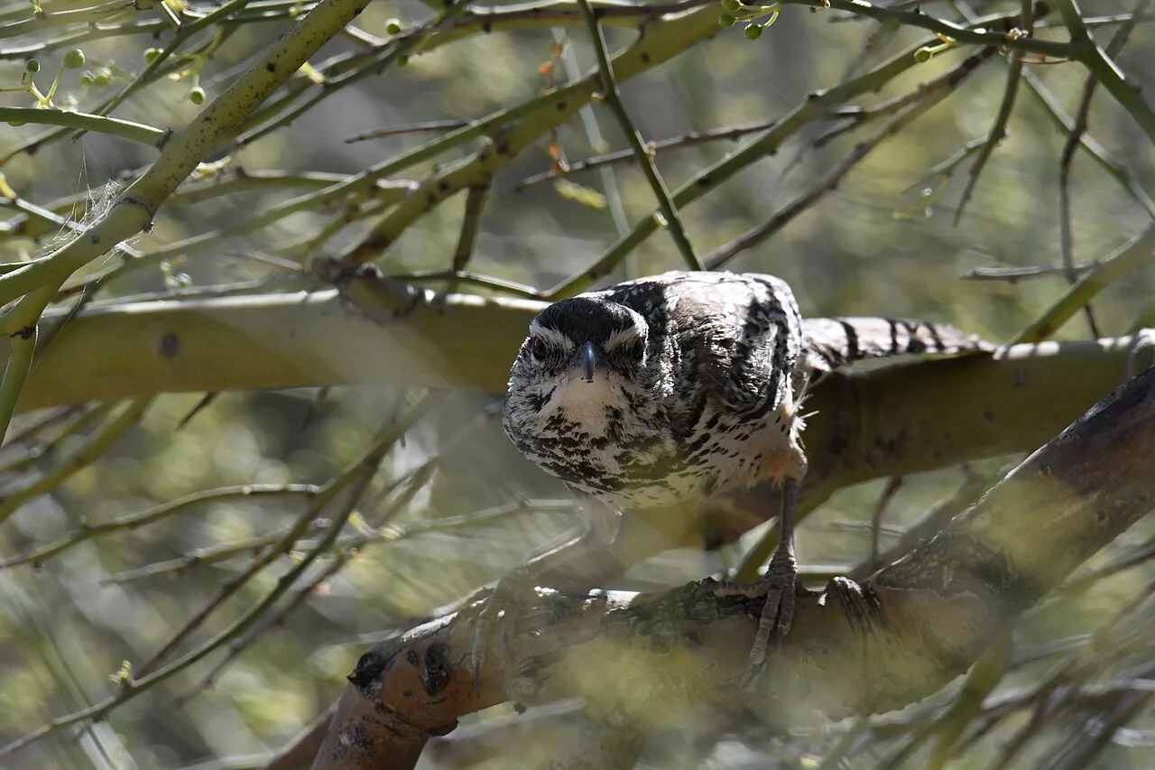 Cactus Wren, the state bird of Arizona and one of the signature birds in Arizona's Sonoran Desert