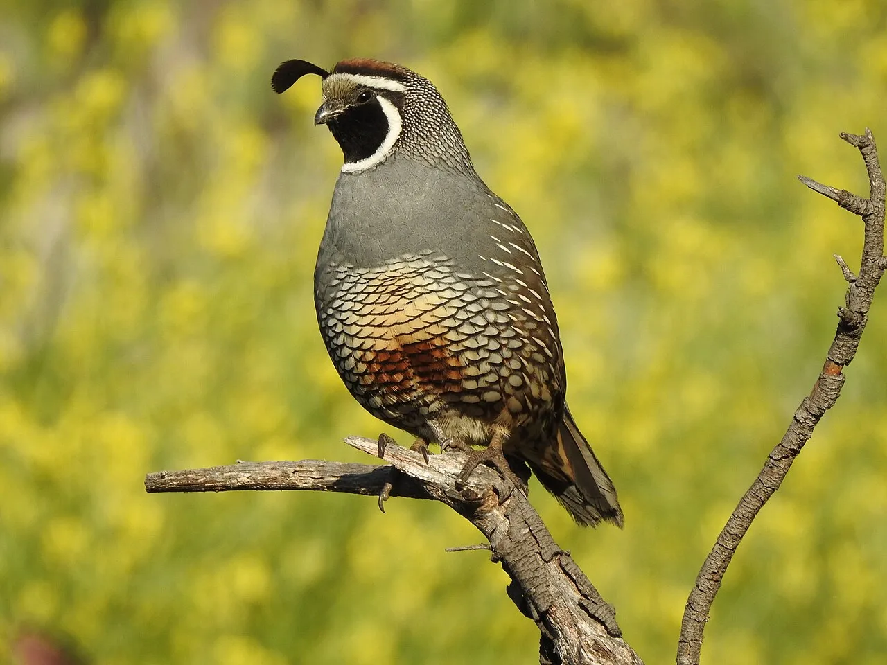 California Quail, the state bird of California and one of the most recognisable birds in California, photographed in Orange County