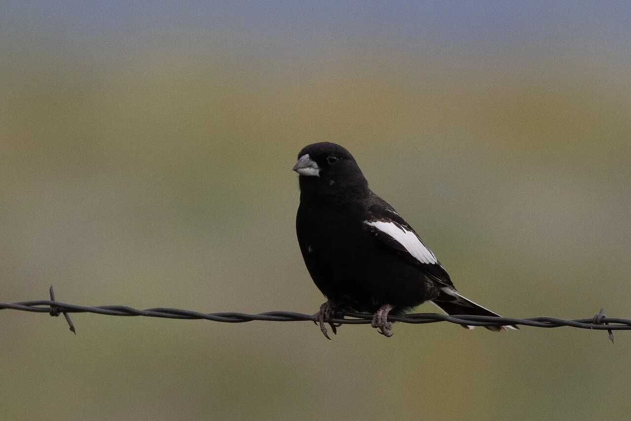 Male Lark Bunting, the state bird of Colorado, on the Pawnee National Grassland — one of the signature summer birds in Colorado