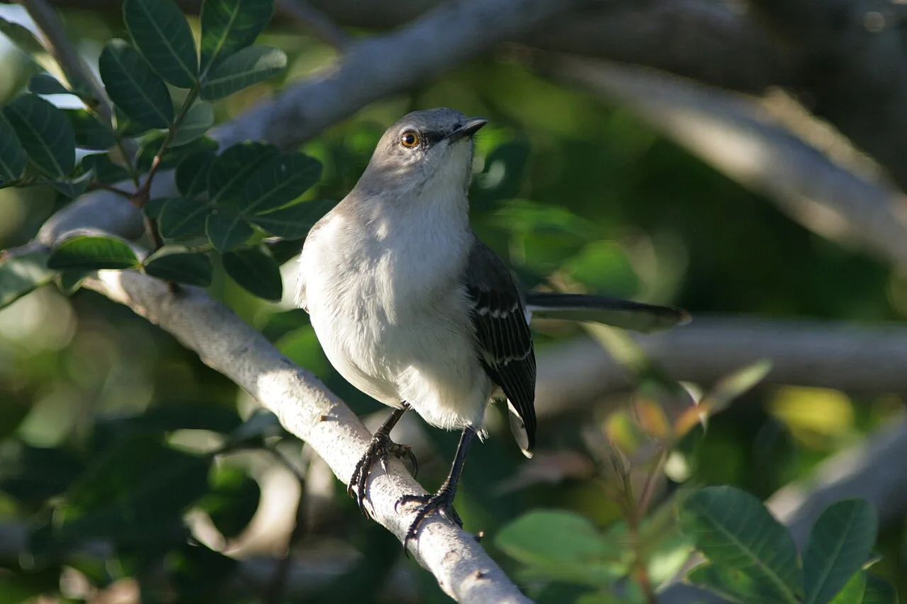 Northern Mockingbird, the state bird of Florida and one of the most-reported birds in Florida, perched at Loxahatchee National Wildlife Refuge