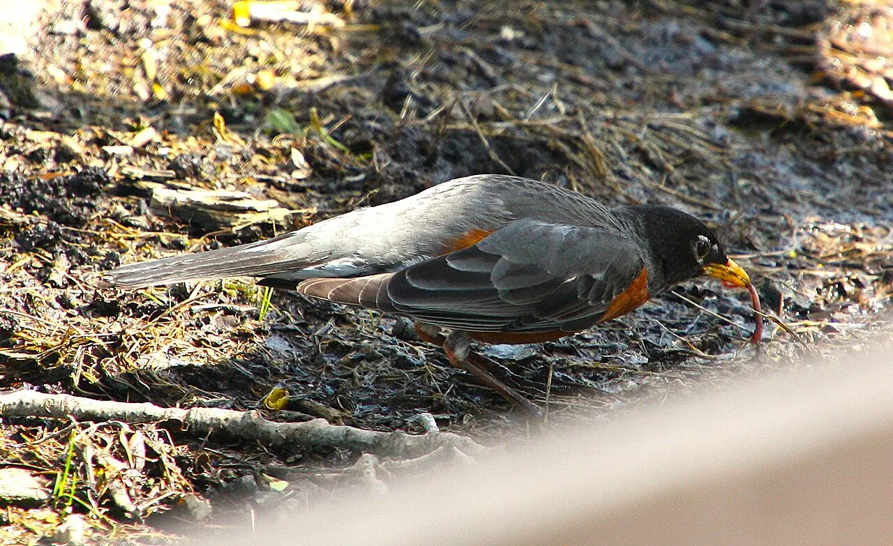 American Robin, the state bird of Michigan and the second most-reported of all birds in Michigan, at Lake Lansing Park