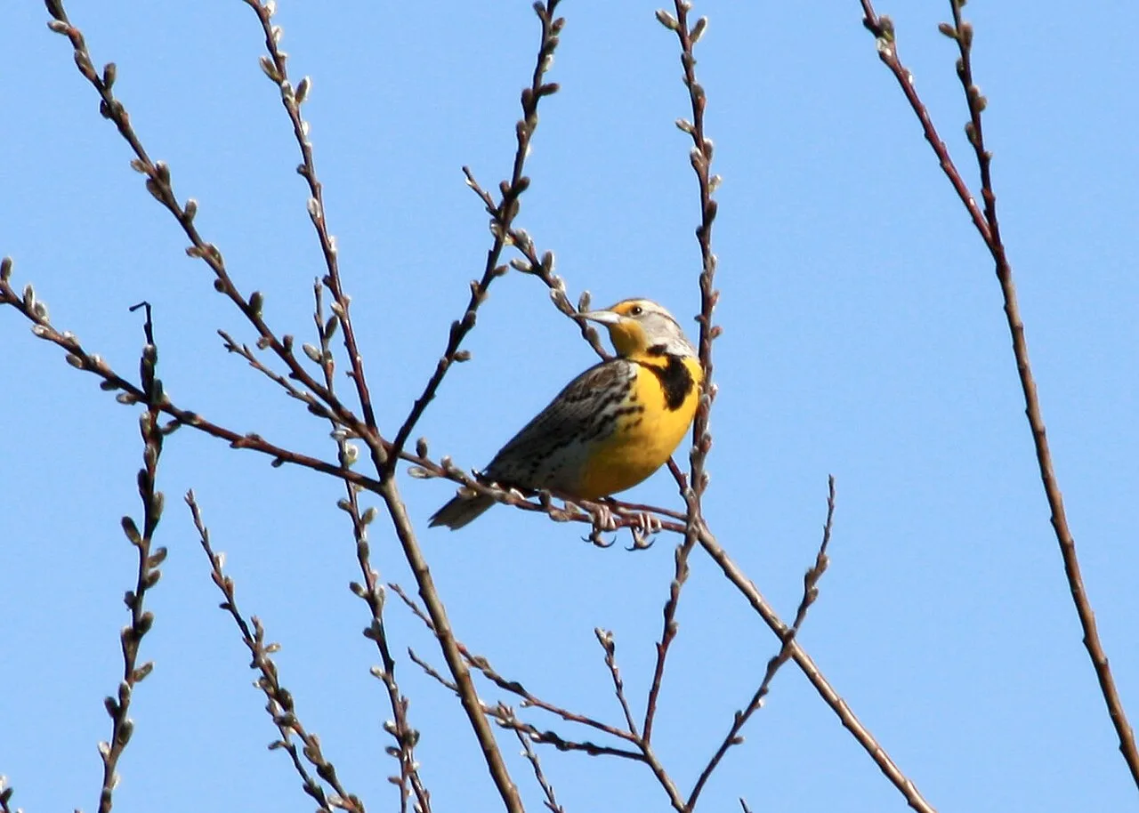 Western Meadowlark, Oregon's state songbird and one of the classic grassland birds in Oregon, photographed by the Oregon Department of Fish and Wildlife