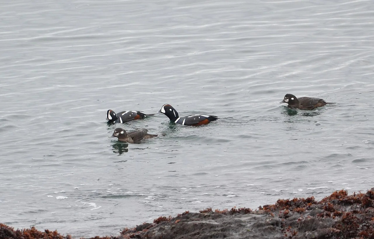 Harlequin Ducks at Sachuest Point National Wildlife Refuge in Middletown — among the most sought-after winter birds in Rhode Island