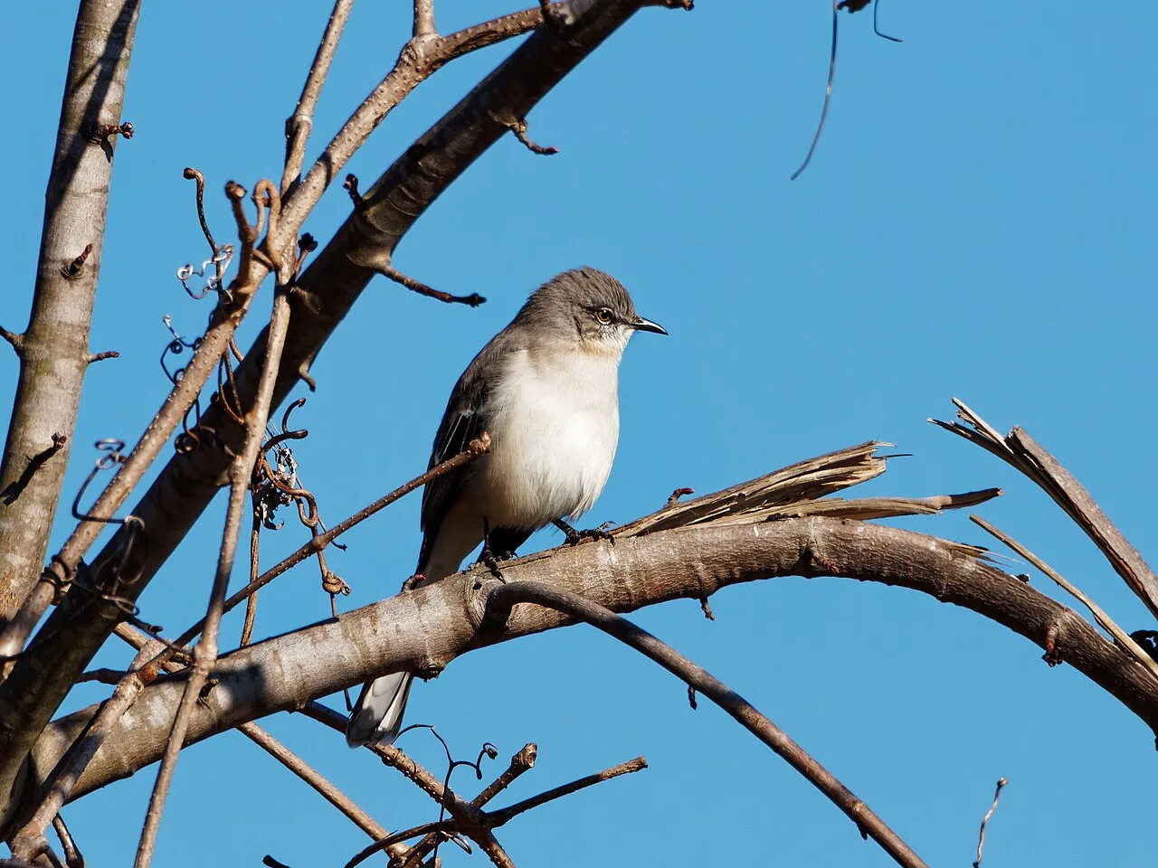 Northern Mockingbird, the state bird of Tennessee and one of the ten most-reported birds in Tennessee, in Concord Park, Knoxville